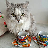 Tarzan a rejoint le concours — aidez-le/la à gagner de superbes lots ! cat, fluffy, gray, white, green_eyes, espresso_cup, colorful, saucer, spoon, table, indoor, pet, feline, portrait, closeup, curious, quiet, domestic, cute, calm