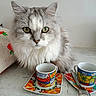 cat, fluffy, gray, white, green_eyes, espresso_cup, colorful, saucer, spoon, table, indoor, pet, feline, portrait, closeup, curious, quiet, domestic, cute, calm