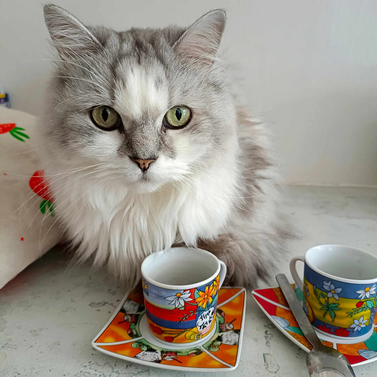 Tarzan a rejoint le concours — aidez-le/la à gagner de superbes lots ! cat, fluffy, gray, white, green_eyes, espresso_cup, colorful, saucer, spoon, table, indoor, pet, feline, portrait, closeup, curious, quiet, domestic, cute, calm