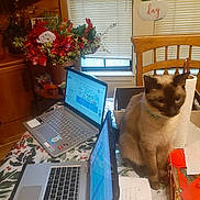 Noodle is registered to the contest to win money with this photo: blinds, cat, chair, computer, curious, decor, electronics, festive, floral_arrangement, holiday_decor, indoor, laptop, note_paper, paper_towel, pet, santa_claus, siamese_cat, table, window, wooden_furniture