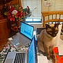 blinds, cat, chair, computer, curious, decor, electronics, festive, floral_arrangement, holiday_decor, indoor, laptop, note_paper, paper_towel, pet, santa_claus, siamese_cat, table, window, wooden_furniture