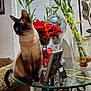 Noodle is registered to the contest to win money with this photo: animal, bamboo, blinds, cat, cozy, curious, decor, furniture, glass_table, home, indoor, pet, plant, red_flowers, siamese_cat, sitting, tabletop, vase, whiskers, window