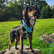 Albi participe au concours pour gagner de l'argent avec cette photo : dog, rock, harness, green_grass, trees, outdoor, nature, leash, canine, pet, standing, sunlight, sky, clouds, animal, mammal, alert, playful, daytime, field
