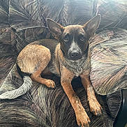 Dolly Madison is registered to the contest to win money with this photo: dog, pet, couch, indoor, animal, canine, fur, collar, chain, ears, tail, paws, looking, resting, comfortable, furniture, brown, black, white, alert
