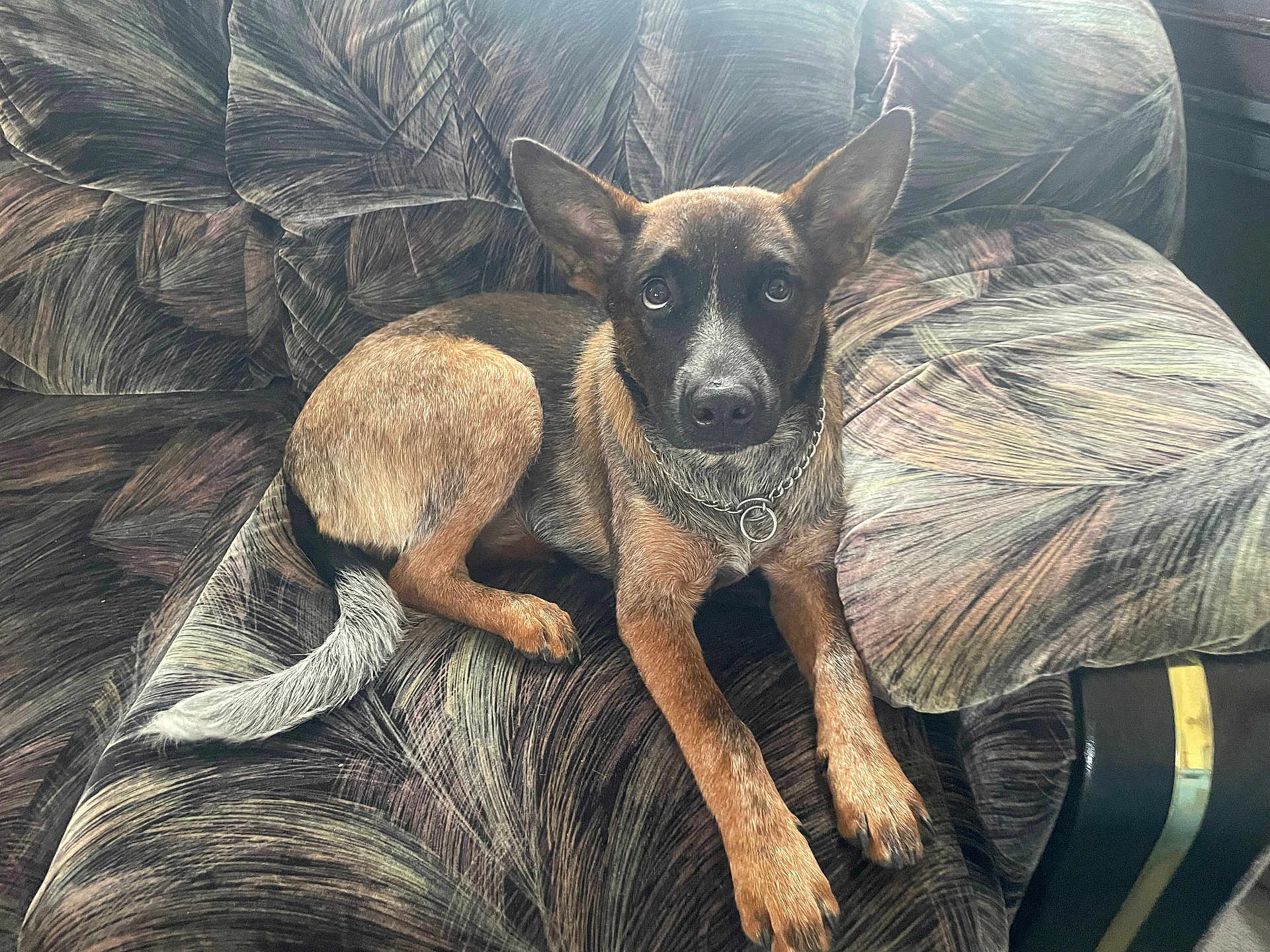 Dolly Madison is registered to the contest to win money with this photo: dog, pet, couch, indoor, animal, canine, fur, collar, chain, ears, tail, paws, looking, resting, comfortable, furniture, brown, black, white, alert