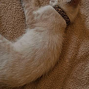 Vodka participe au concours pour gagner de l'argent avec cette photo : cat, sleeping, animal, pet, feline, collar, leopard_print, fur, beige, blanket, resting, cute, domestic_cat, indoor, mammal, whiskers, paw, quiet, soft, relaxed