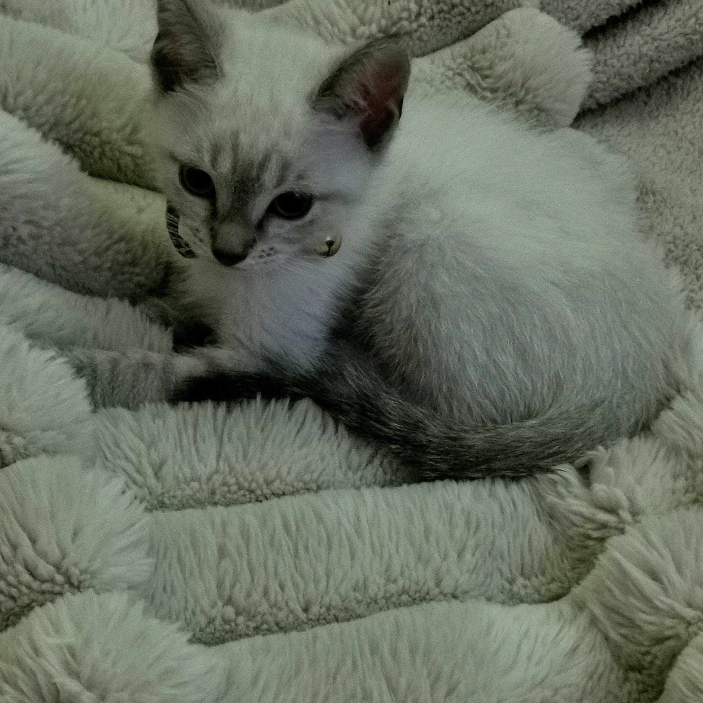 Vodka a rejoint le concours — aidez-le/la à gagner de superbes lots ! kitten, cat, pet, animal, feline, white_fur, collar, bell, blanket, cozy, texture, cute, young, resting, indoor, soft, sleepy, small, domestic_cat, fur