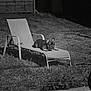 Kurama a rejoint le concours — aidez-le/la à gagner de superbes lots ! animal, backyard, black_and_white, canine, daytime, dog, french_bulldog, grass, leisure, lounge_chair, nature, outdoor, peaceful, pet, quiet, relaxing, resting, shade, summer, sunlight