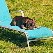 Kurama a rejoint le concours — aidez-le/la à gagner de superbes lots ! animal, blue_lounge_chair, canine, cute, daylight, dog, domestic_animal, french_bulldog, grass, greenery, lounging, nature, outdoor, pet, relaxed, resting, sleepy, summer, sunlight, sunny