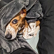 Luna joined the competition — help win amazing prizes! dog, blanket, bed, cozy, pet, fur, canine, curious, indoor, resting, sleepy, brown, white, speckled, paw, snuggled, comfort, warmth, fur_texture, blanket_wrapped