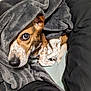 dog, blanket, bed, cozy, pet, fur, canine, curious, indoor, resting, sleepy, brown, white, speckled, paw, snuggled, comfort, warmth, fur_texture, blanket_wrapped