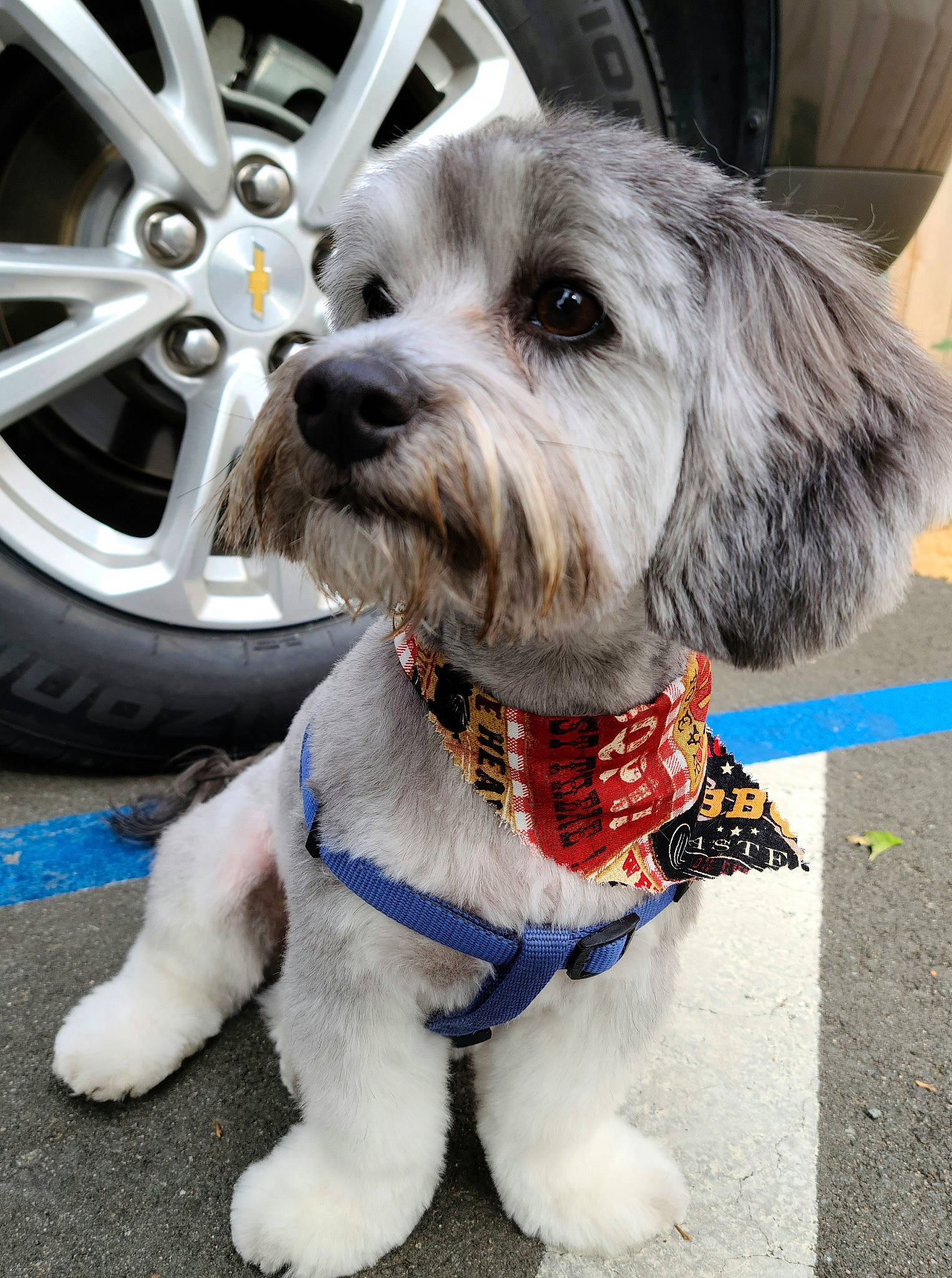 Genesis joined the competition — help win amazing prizes! automotive_tire, bow_tie, carnivore, collar, companion_dog, dog, dog_breed, dog_clothes, dog_collar, dog_supply, eyewear, fender, hubcap, land_vehicle, snout, tire, toy_dog, vehicle, wheel, working_animal