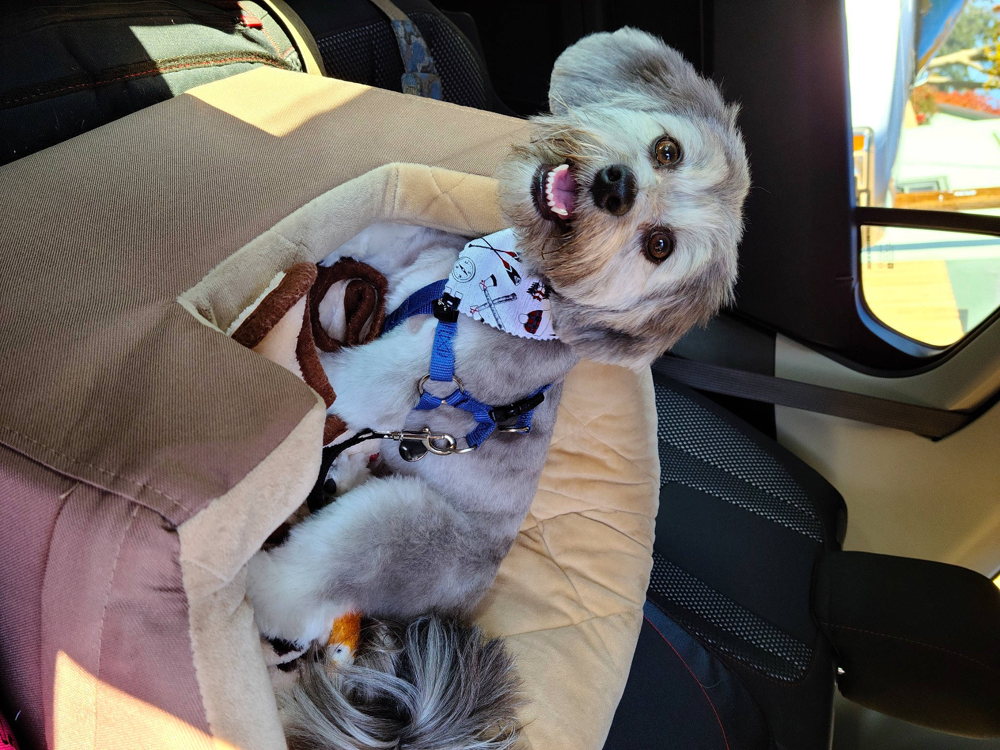 Genesis joined the competition — help win amazing prizes! auto_part, car_seat, carnivore, comfort, companion_dog, couch, dog, dog_breed, dog_clothes, dog_supply, eyewear, fawn, felidae, fur, seat_belt, snout, stuffed_toy, toy, toy_dog, whiskers