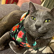 Sven joined the competition — help win amazing prizes! animal, bandana, cat, closeup, collar, comfortable, couch, cozy, domestic, feline, floral_pattern, fur, gray_cat, green_eyes, household, indoor, pet, portrait, relaxed, whiskers