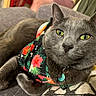 animal, bandana, cat, closeup, collar, comfortable, couch, cozy, domestic, feline, floral_pattern, fur, gray_cat, green_eyes, household, indoor, pet, portrait, relaxed, whiskers