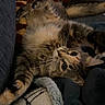 Toast is registered to the contest to win money with this photo: cat, tabby_cat, fluffy, fur, whiskers, green_eyes, animal, pet, upside_down, lying_down, playful, cute, cozy, blanket, couch, plush_toy, indoors, portrait, close_up, relaxed