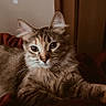 Toast is registered to the contest to win money with this photo: cat, tabby_cat, fluffy, furry, pet, animal, whiskers, ears, eyes, face, portrait, lying_down, relaxed, bed, blanket, bedroom, indoors, warm_lighting, brown_fur, long_hair