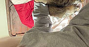 Toast is registered to the contest to win money with this photo: cat, tabby, pet, animal, bed, bedroom, pillow, blanket, sunlight, indoors, cozy, sleeping, lounging, fluffy, striped_fur, whiskers, person, portrait, relaxed, home