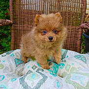 Bailee joined the competition — help win amazing prizes! puppy, dog, fluffy, cute, wicker_chair, cushion, patterned_cushion, outdoor, pet, small_dog, brown_fur, animal, young, curious, raised_paw, close_up, garden, adorable, sitting, furry