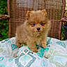 puppy, dog, fluffy, cute, wicker_chair, cushion, patterned_cushion, outdoor, pet, small_dog, brown_fur, animal, young, curious, raised_paw, close_up, garden, adorable, sitting, furry