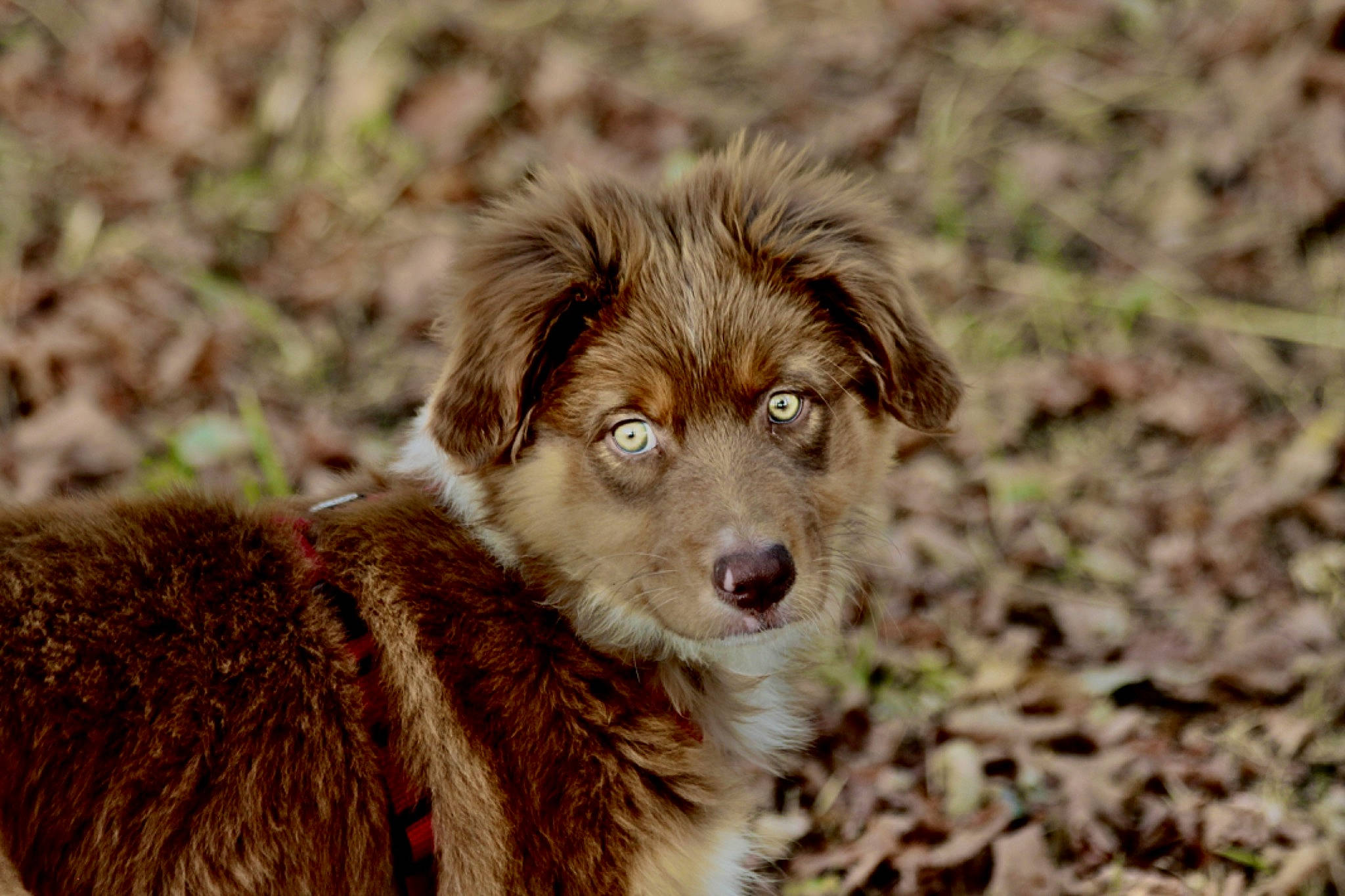 Toscane a rejoint le concours — aidez-le/la à gagner de superbes lots ! australian_shepherd, border_collie, canidae, carnivore, companion_dog, dog, dog_breed, fawn, fur, grass, plant, soil, sporting_group, terrestrial_animal, whiskers, working_animal, working_dog