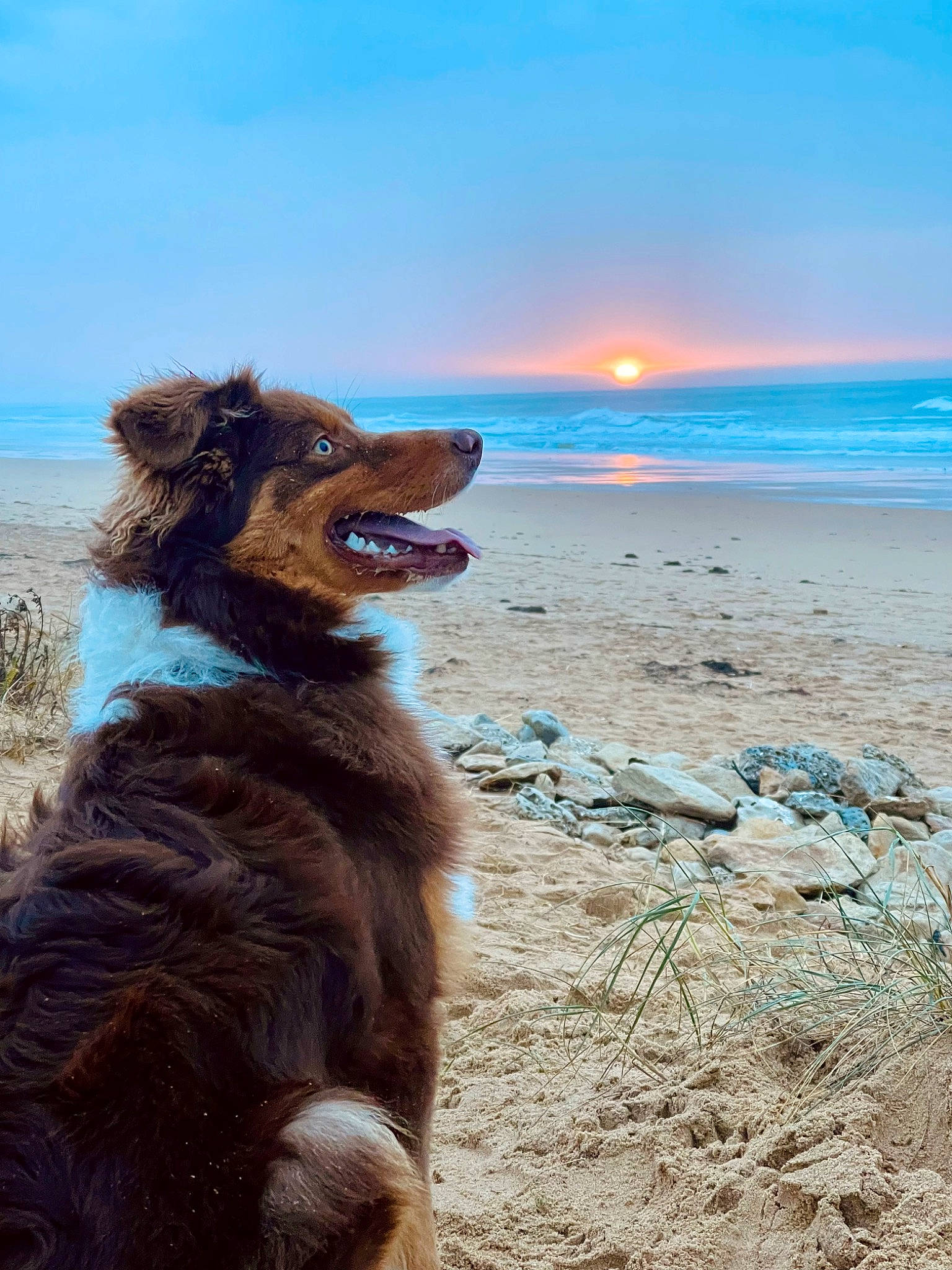 Toscane participe au concours pour gagner de l'argent avec cette photo : alpaca, beach, camelid, canidae, cloud, dog_breed, fawn, horizon, landscape, liver, llama, ratite, sand, sky, sporting_group, terrestrial_animal, water, wind_wave, wood, working_animal