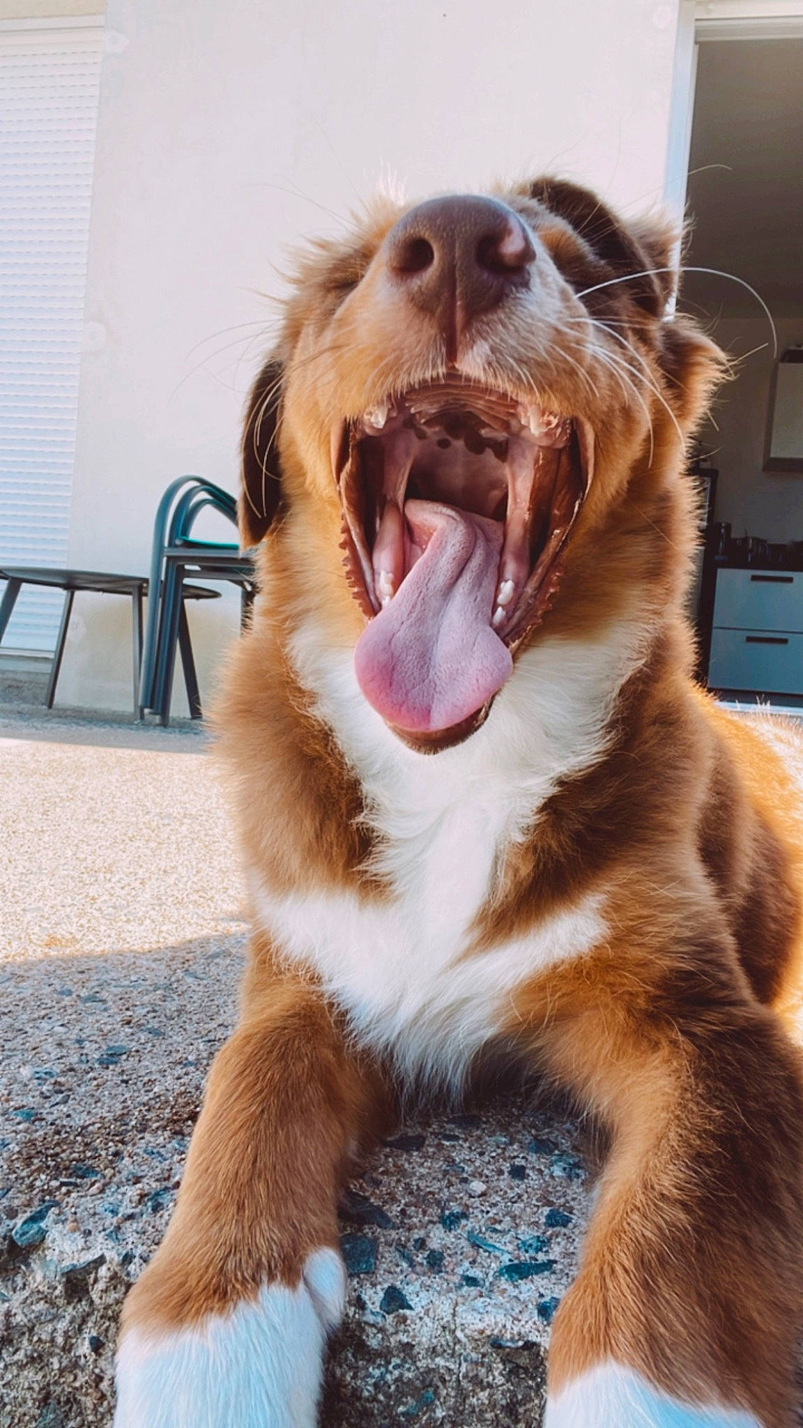 Toscane a rejoint le concours — aidez-le/la à gagner de superbes lots ! canidae, carnivore, chair, collar, companion_dog, dog, dog_breed, fang, felidae, fur, happy, liver, paw, snout, sporting_group, whiskers, working_dog, yawn