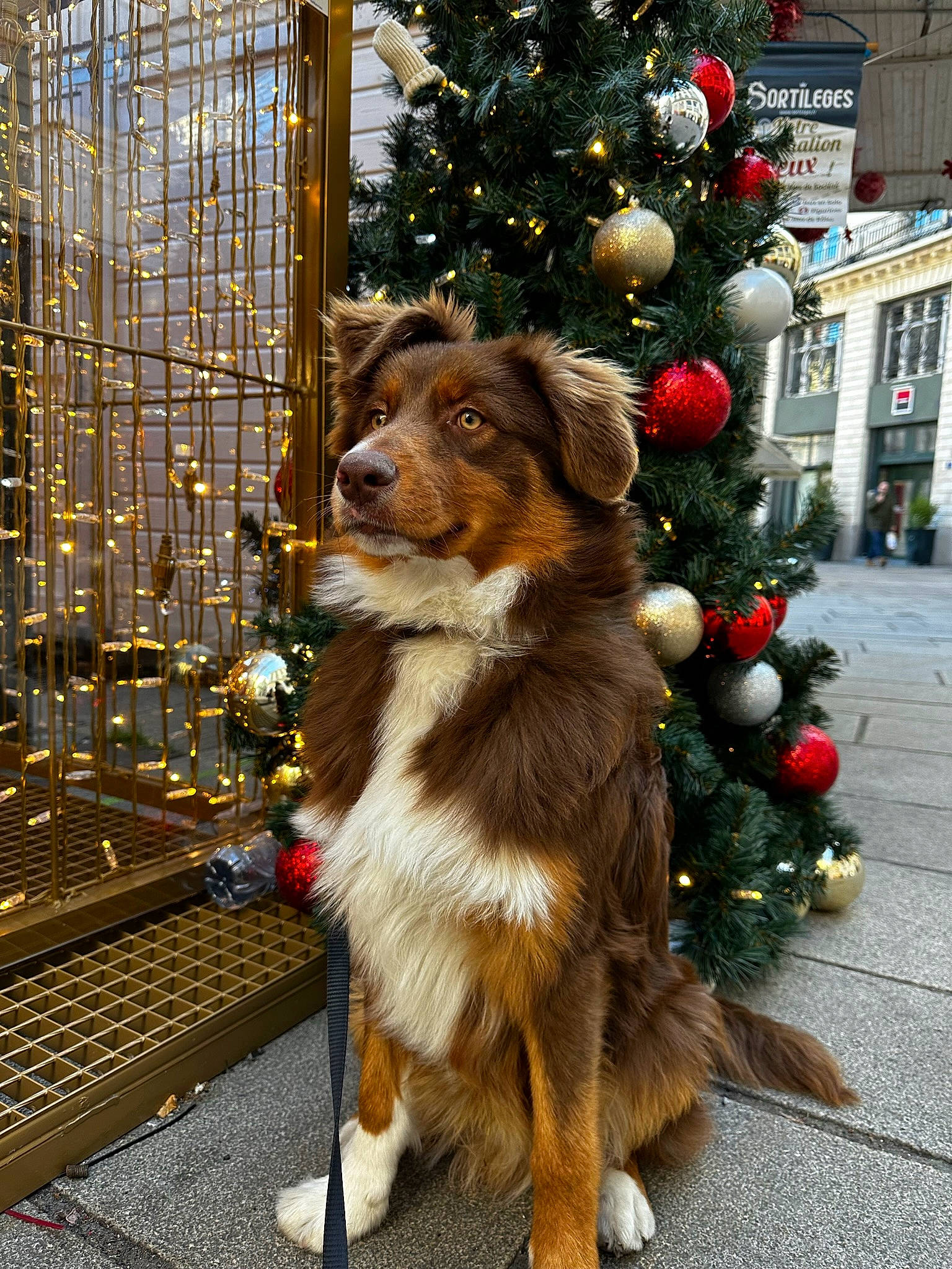 Toscane a rejoint le concours — aidez-le/la à gagner de superbes lots ! building, carnivore, christmas, christmas_decoration, christmas_ornament, christmas_tree, companion_dog, dog, dog_breed, event, fashion_accessory, fur, holiday, holiday_ornament, leash, ornament, sidewalk, street, tree, wood