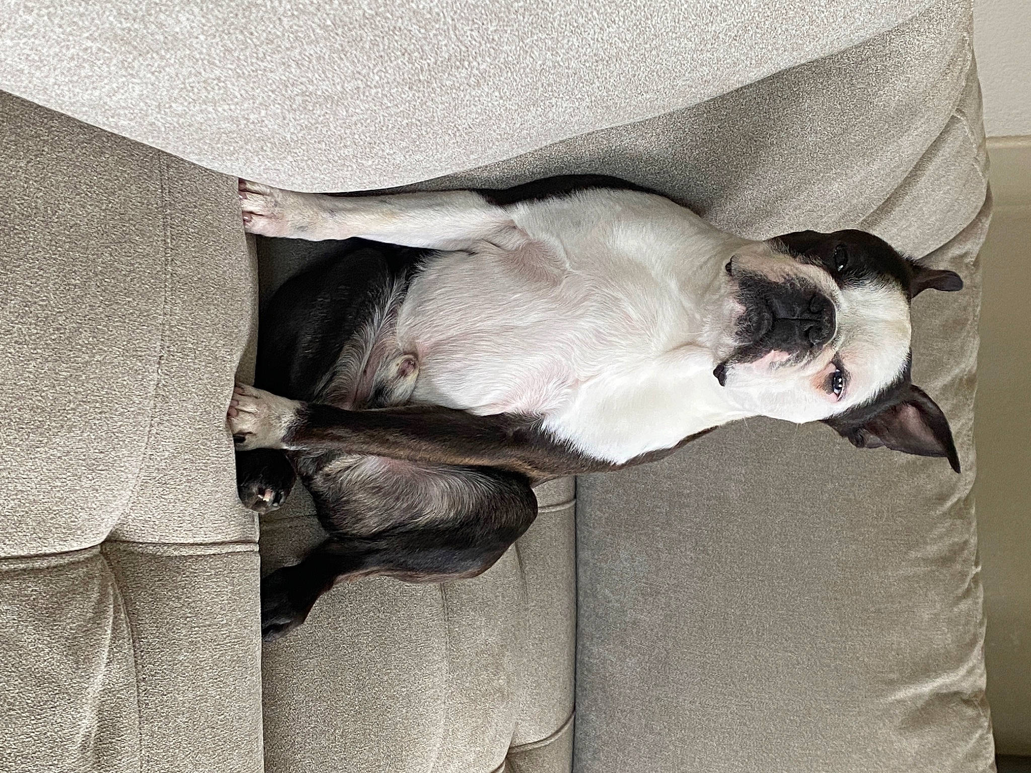 Jaxx is registered to the contest to win money with this photo: canidae, carnivore, comfort, companion_dog, dog, dog_breed, fawn, fur, grey, linens, monochrome, monochrome_photography, room, sporting_group, tail, textile, tie, whiskers, wing, wood