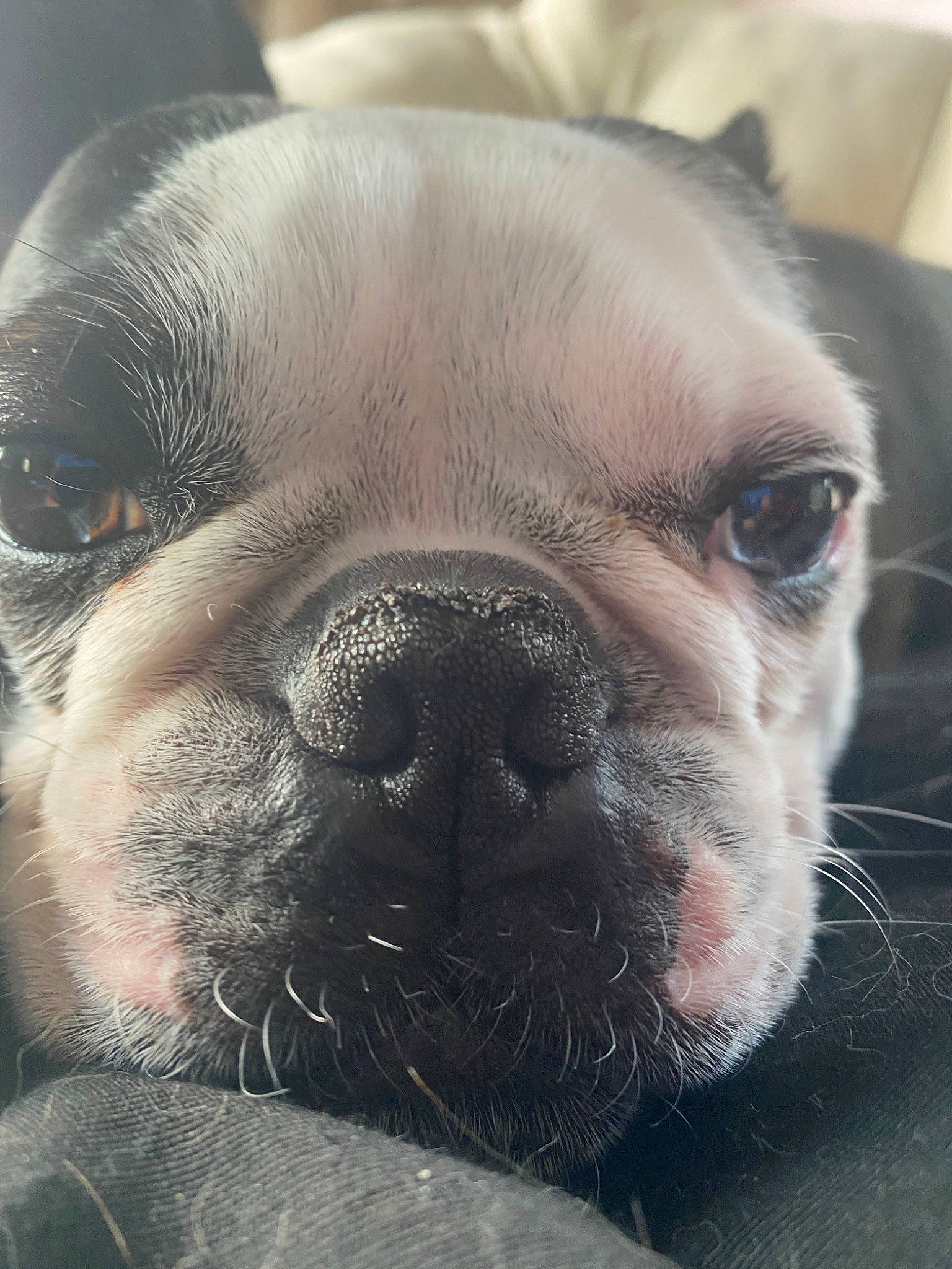 Jaxx joined the competition — help win amazing prizes! bulldog, carnivore, close_up, companion_dog, dog, dog_breed, ear, eye, fawn, head, human_body, nose, pug, snout, sporting_group, terrestrial_animal, toy_dog, whiskers, working_animal, wrinkle