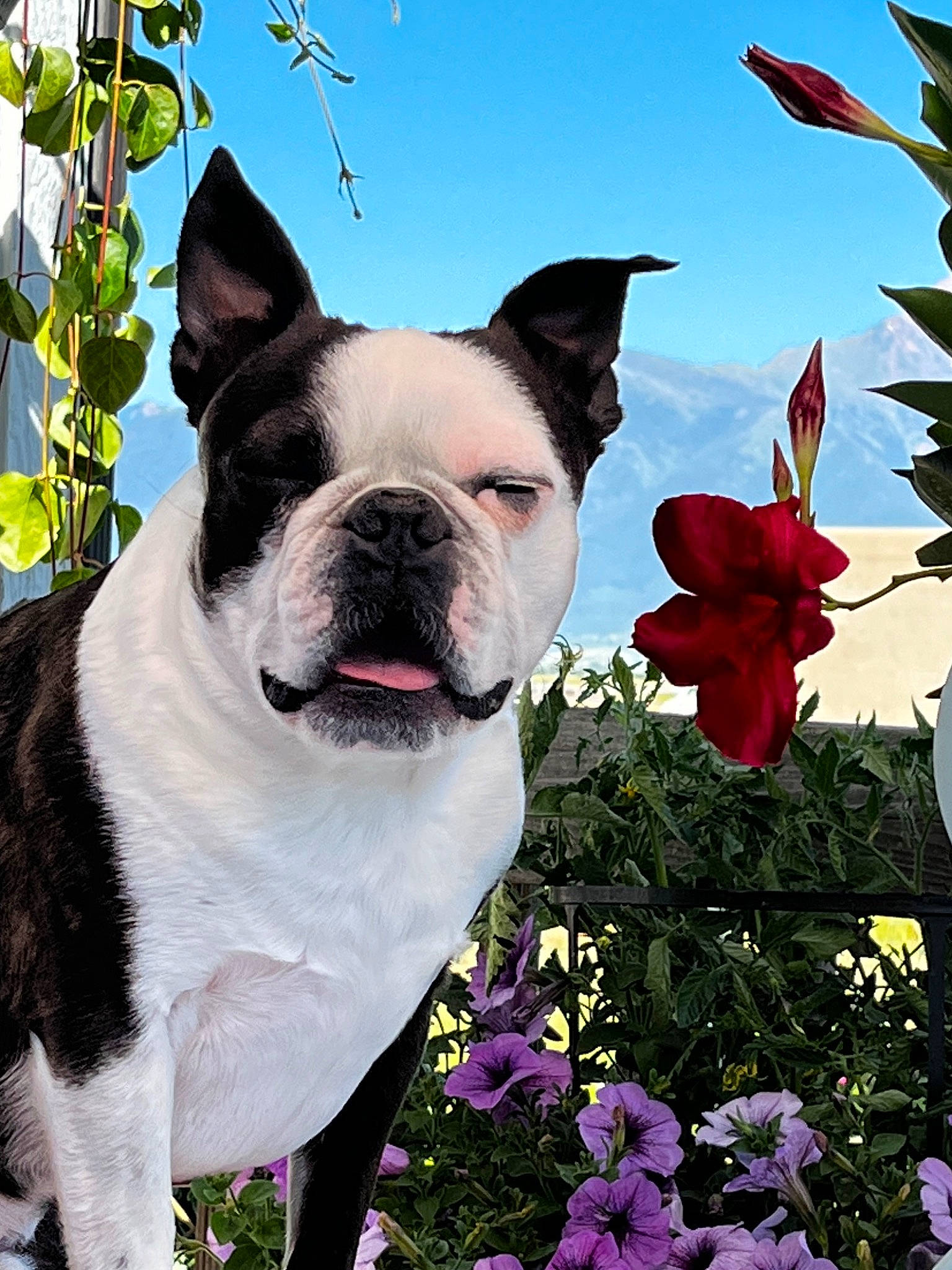 Jaxx is registered to the contest to win money with this photo: annual_plant, art, bulldog, carmine, carnivore, collar, companion_dog, dog, dog_breed, dog_collar, fawn, flower, flowering_plant, grass, herbaceous_plant, petal, plant, sky, terrestrial_plant, working_animal