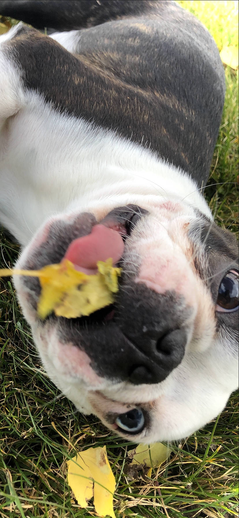 Jaxx is registered to the contest to win money with this photo: carnivore, collar, companion_dog, dog, dog_breed, dog_collar, ear, eye, fawn, grass, human_body, mammal, nose, pet_supply, plant, snout, terrestrial_animal, vertebrate, whiskers, working_animal