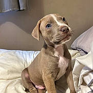 Brucey is registered to the contest to win money with this photo: puppy, dog, bed, indoor, cute, blue_eyes, pet, young, fur, curious, sitting, cozy, blanket, animal, domestic_animal, pink_paws, white_chest, soft_light, curtain, resting