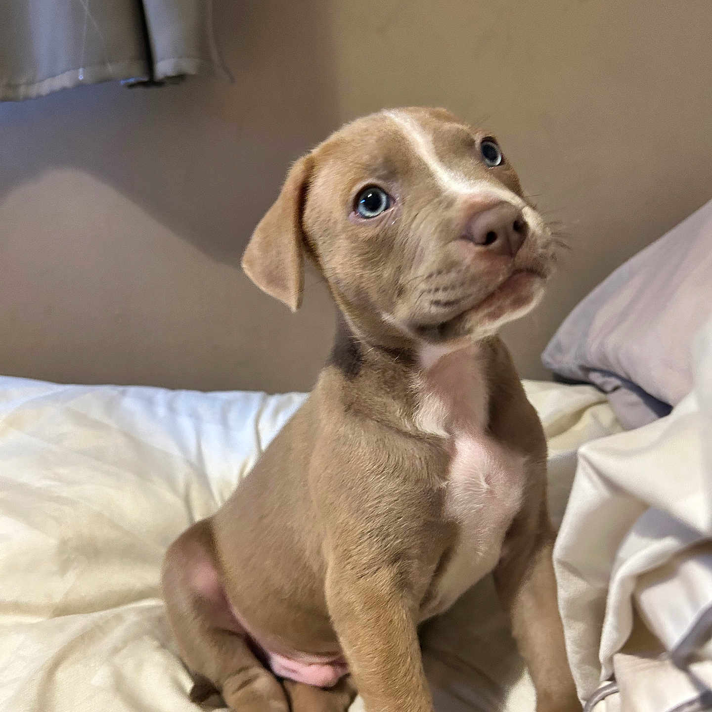 Brucey is registered to the contest to win money with this photo: animal, bed, blanket, blue_eyes, cozy, curious, curtain, cute, dog, domestic_animal, fur, indoor, pet, pink_paws, puppy, resting, sitting, soft_light, white_chest, young