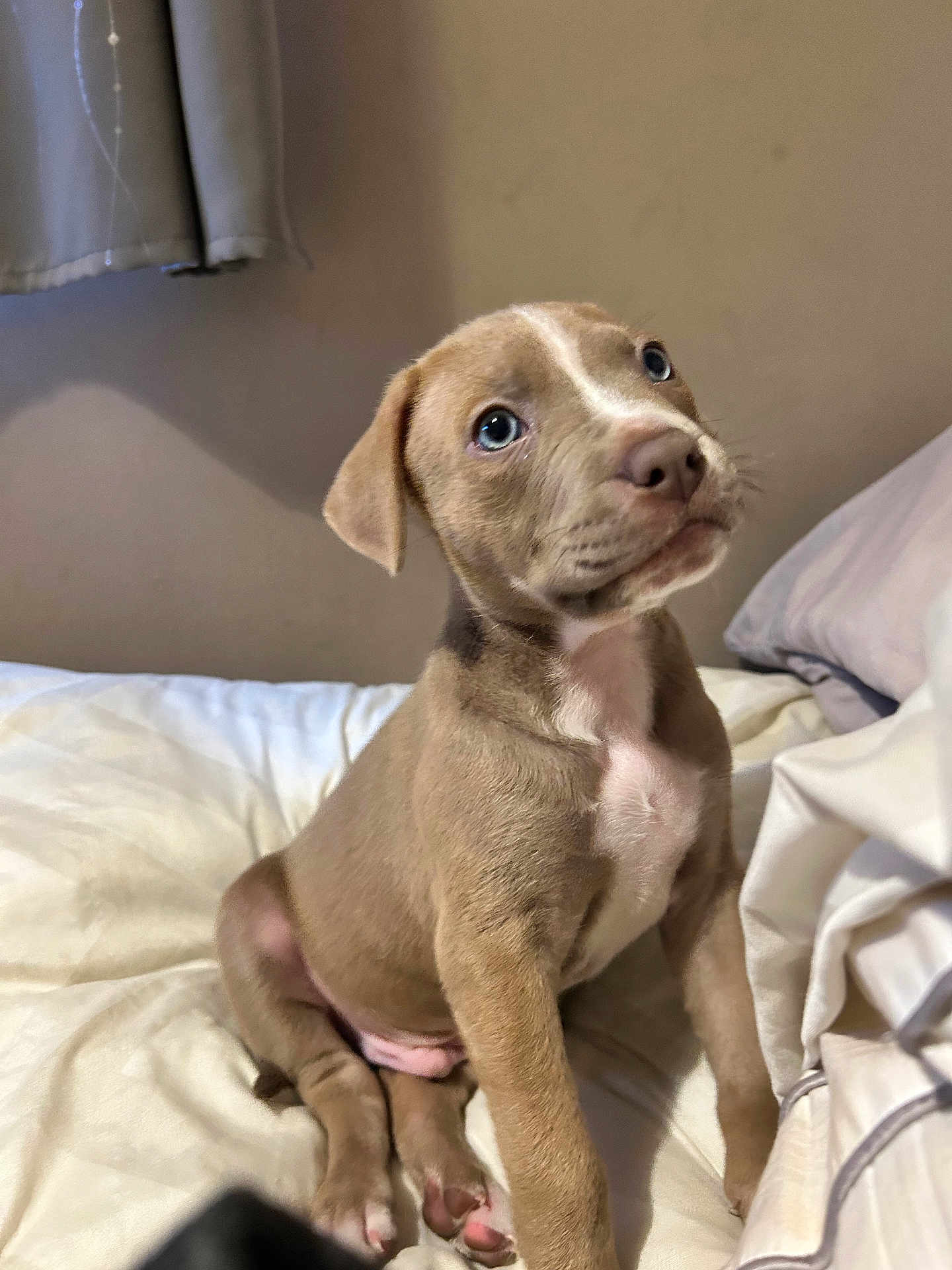 Brucey is registered to the contest to win money with this photo: puppy, dog, bed, indoor, cute, blue_eyes, pet, young, fur, curious, sitting, cozy, blanket, animal, domestic_animal, pink_paws, white_chest, soft_light, curtain, resting