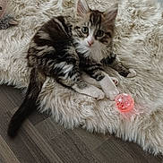 Tilyo participe au concours pour gagner de l'argent avec cette photo : animal, ball, cat, cozy, curious, cute, domestic, floor, fur, furniture, indoor, kitten, pet, playful, rug, small, striped, toy, white_paws, young