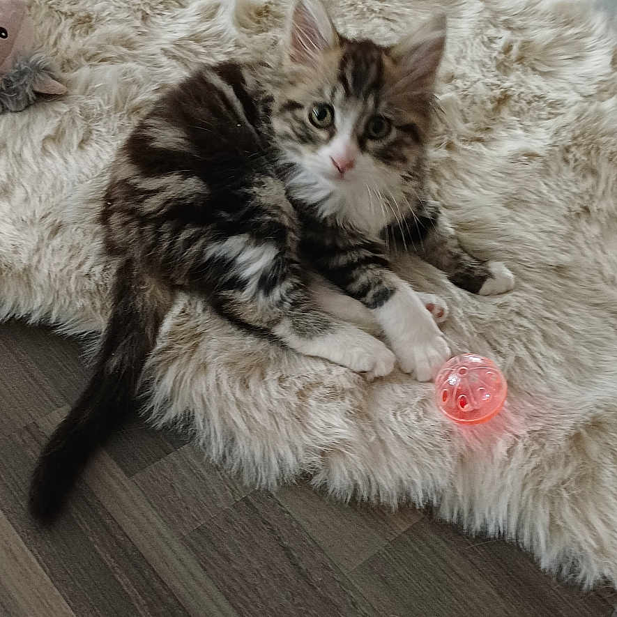 Tilyo participe au concours pour gagner de l'argent avec cette photo : animal, ball, cat, cozy, curious, cute, domestic, floor, fur, furniture, indoor, kitten, pet, playful, rug, small, striped, toy, white_paws, young