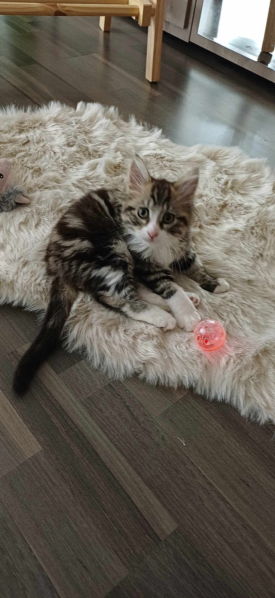 Tilyo participe au concours pour gagner de l'argent avec cette photo : animal, ball, cat, cozy, curious, cute, domestic, floor, fur, furniture, indoor, kitten, pet, playful, rug, small, striped, toy, white_paws, young