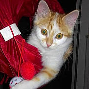 Maëko a rejoint le concours — aidez-le/la à gagner de superbes lots ! alert, animal, cat, close_up, curious, cute, domestic_cat, eyes, feline, hammock, indoor, kitten, orange_and_white, pet, playful, pom_poms, red_fabric, soft_fur, whiskers, young_cat