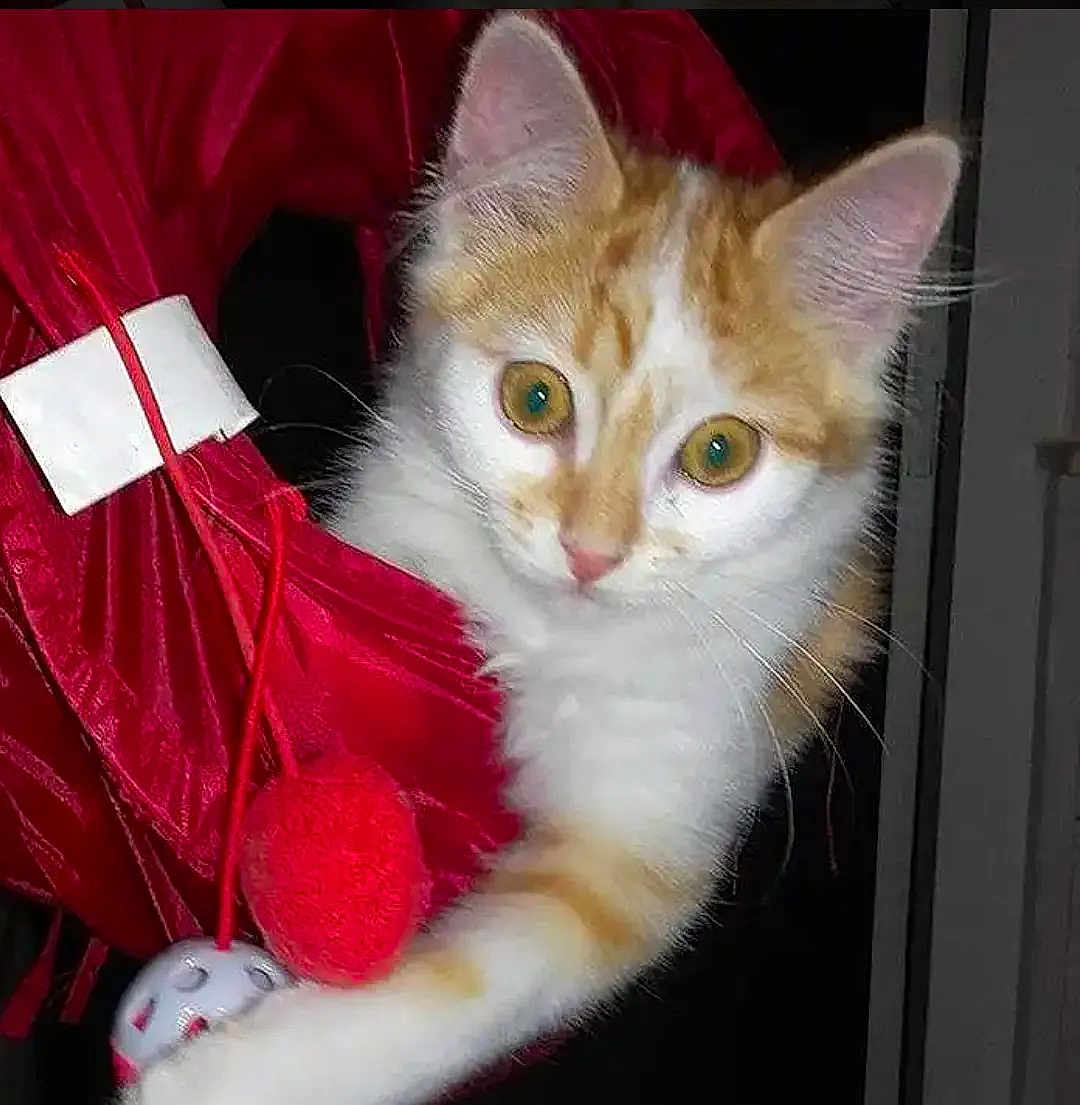 Maëko a rejoint le concours — aidez-le/la à gagner de superbes lots ! alert, animal, cat, close_up, curious, cute, domestic_cat, eyes, feline, hammock, indoor, kitten, orange_and_white, pet, playful, pom_poms, red_fabric, soft_fur, whiskers, young_cat