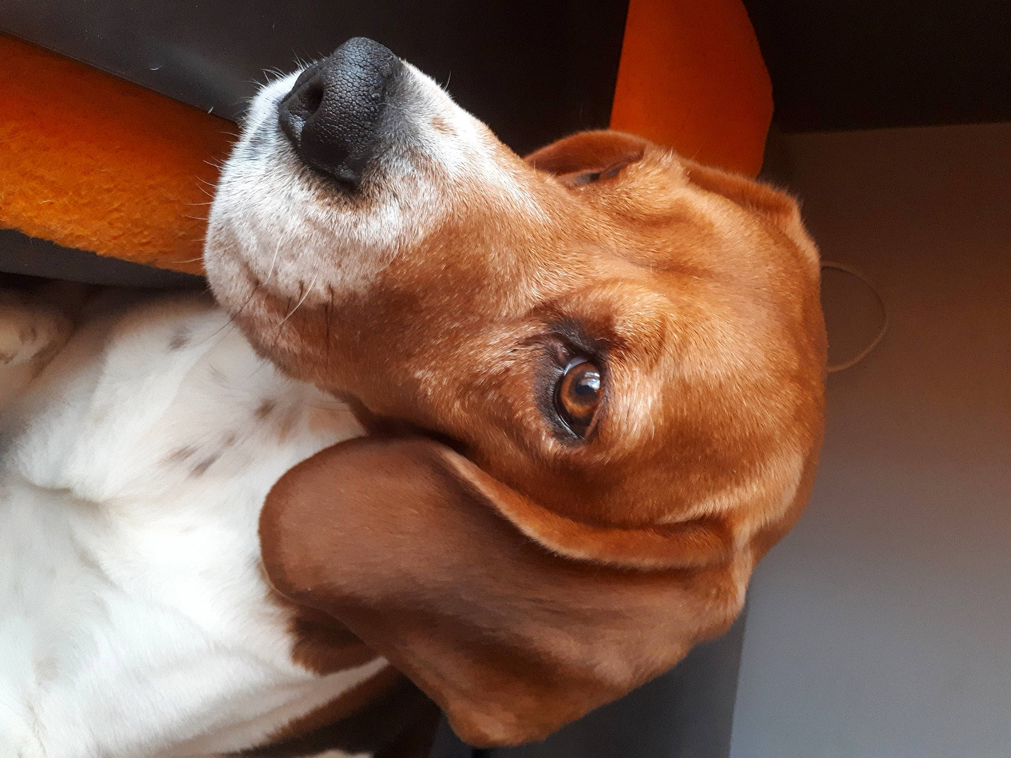 Ioda a rejoint le concours — aidez-le/la à gagner de superbes lots ! brown, canidae, carnivore, comfort, companion_dog, dog, dog_breed, ear, fawn, fur, gesture, hound, liver, nose, paw, snout, sporting_group, whiskers, working_animal, wrinkle