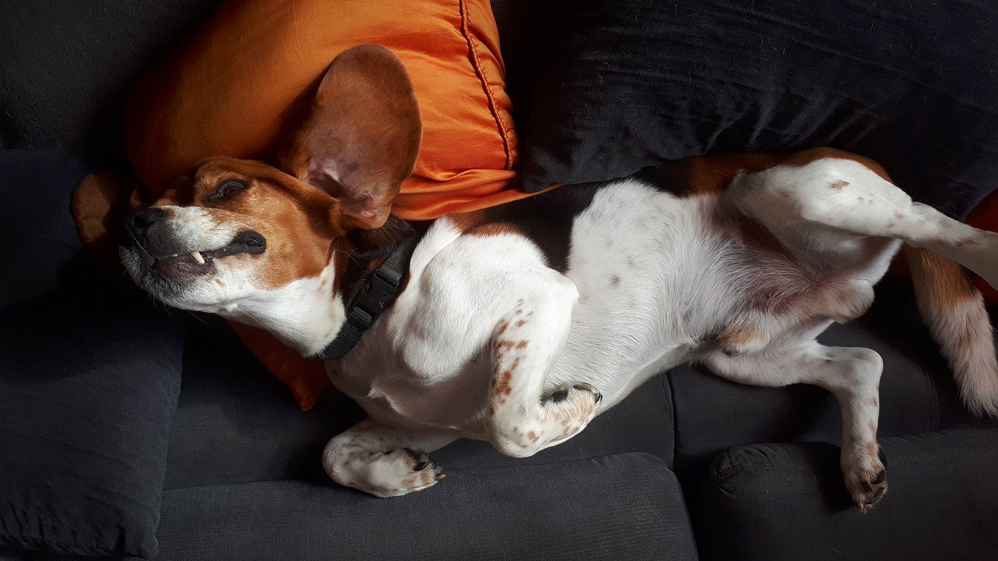 Ioda a rejoint le concours — aidez-le/la à gagner de superbes lots ! canidae, carnivore, chilean_fox_terrier, comfort, companion_dog, dog, dog_breed, ear, fawn, fur, paw, puppy, small_terrier, snout, sporting_group, tail, terrier, toy_dog, whiskers, working_animal