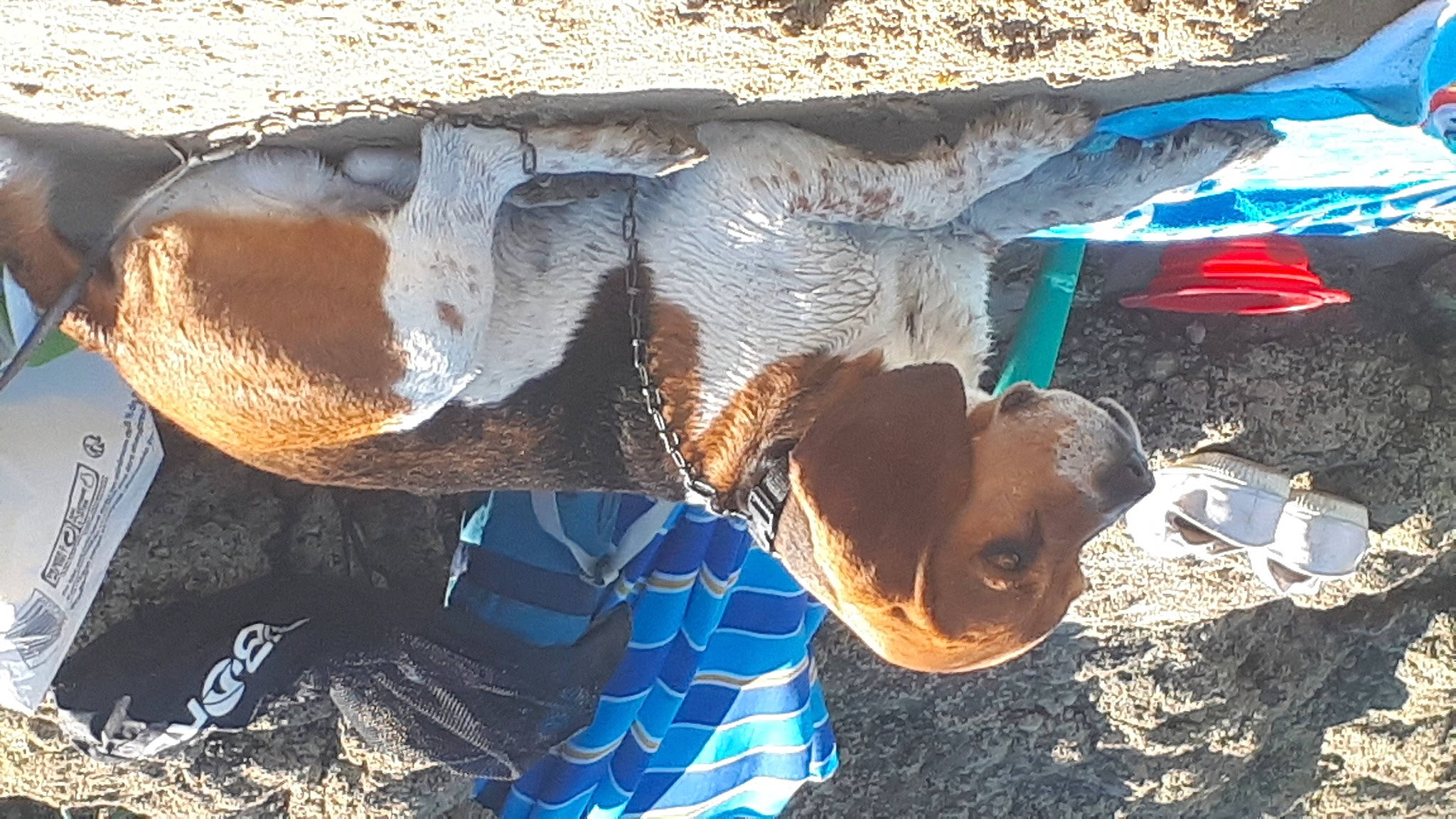 Ioda a rejoint le concours — aidez-le/la à gagner de superbes lots ! art, bovine, electric_blue, fawn, fish, glasses, hat, landscape, organism, sculpture, snout, soil, sporting_group, sunglasses, terrestrial_animal, tree, trunk, water, wood, working_animal