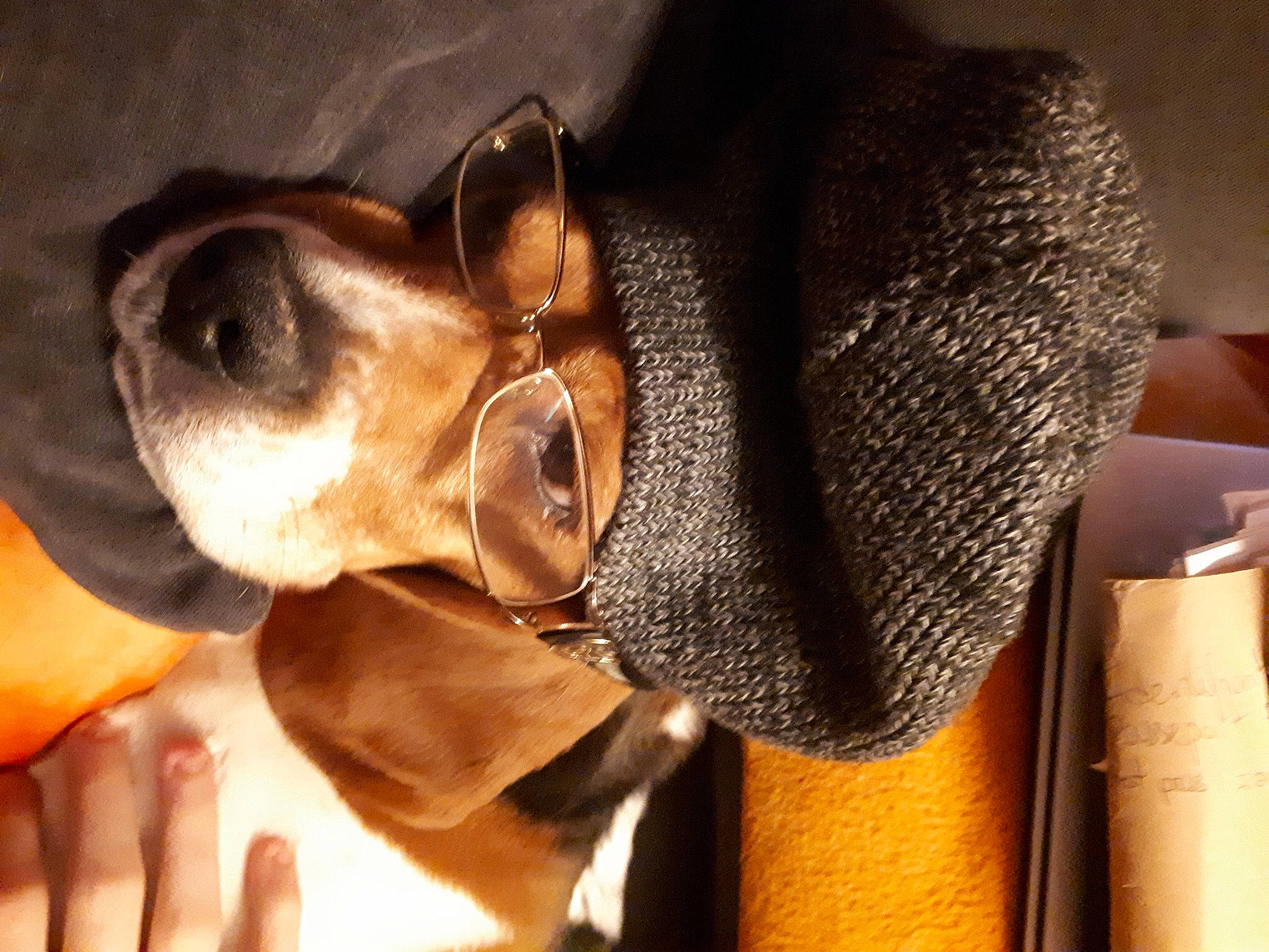 Ioda a rejoint le concours — aidez-le/la à gagner de superbes lots ! carnivore, comfort, companion_dog, dog, dog_breed, ear, eyewear, fawn, gesture, glasses, hound, jaw, liver, nail, personal_protective_equipment, snout, sporting_group, sunglasses, whiskers, working_animal