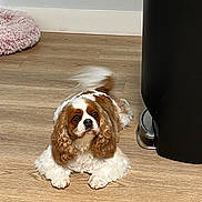 Penny joined the competition — help win amazing prizes! dog, cavalier_king_charles_spaniel, pet, indoor, wooden_floor, tail_wagging, brown_and_white, long_ears, lying_down, looking_up, trash_bin, pink_pet_bed, flooring, household, cute, animal, companion, domestic, fur, alert