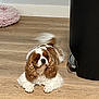 dog, cavalier_king_charles_spaniel, pet, indoor, wooden_floor, tail_wagging, brown_and_white, long_ears, lying_down, looking_up, trash_bin, pink_pet_bed, flooring, household, cute, animal, companion, domestic, fur, alert