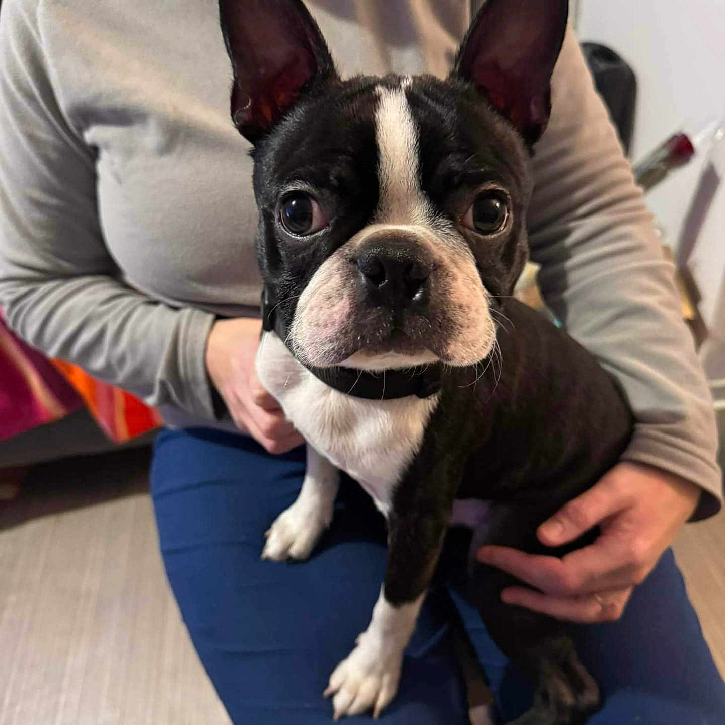 Aiko participe au concours pour gagner de l'argent avec cette photo : animal, black_and_white, boston_terrier, casual_clothing, companionship, curious, dog, domestic_animal, ears_up, floor, hands, home, indoor, lap, looking_at_camera, person, pet, seated, short_hair, small_dog