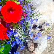 Izzy is registered to the contest to win money with this photo: dog, white_dog, flowers, purple_flowers, red_flowers, green_leaves, pet, outdoor, nature, cute, animal, fur, small_dog, plant, colorful, closeup, face, paws, garden, smelling