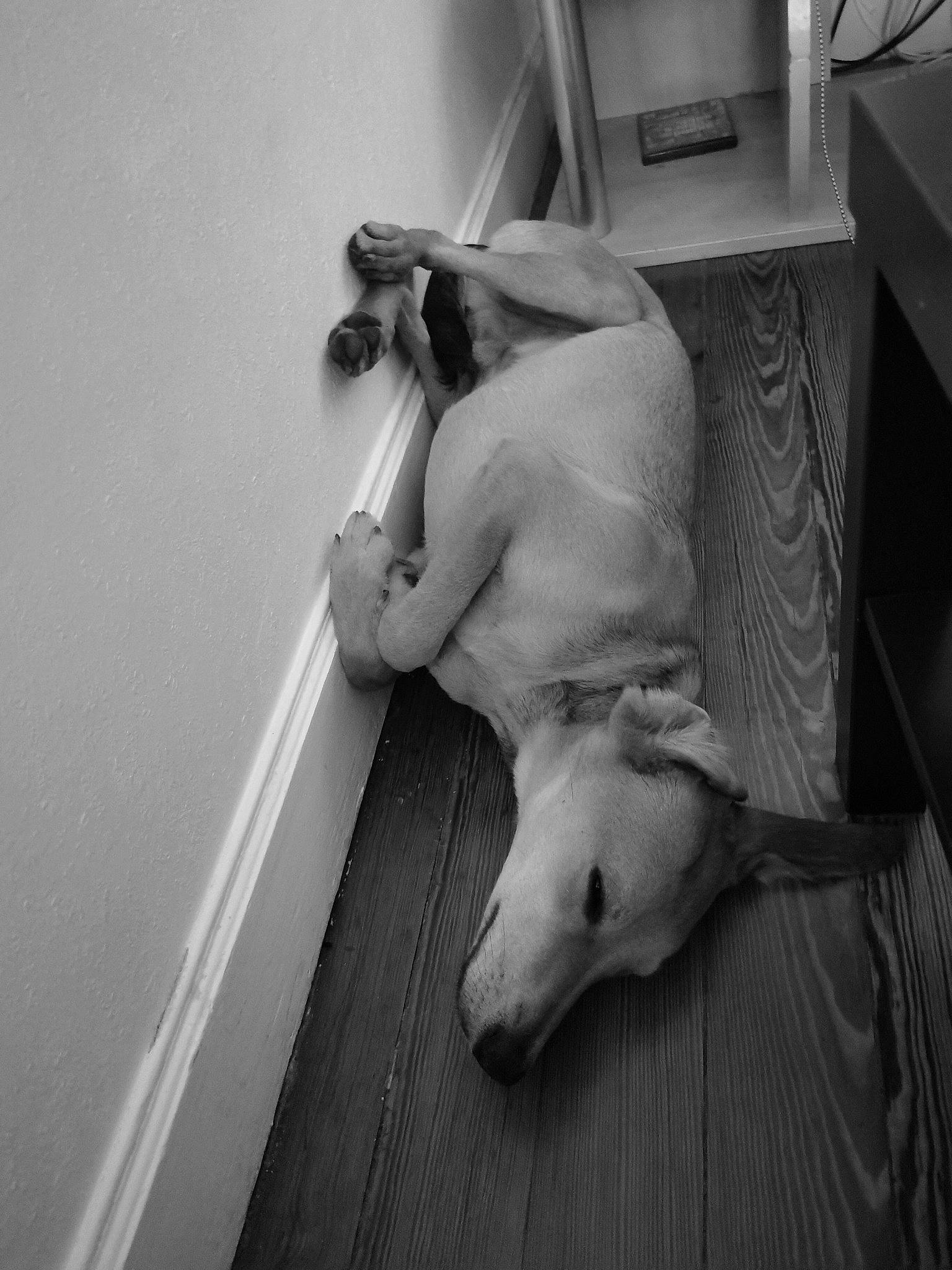 Jumper participe au concours pour gagner de l'argent avec cette photo : canidae, carnivore, comfort, companion_dog, dog, dog_breed, fawn, flooring, guard_dog, human_leg, monochrome, monochrome_photography, paw, room, snout, sporting_group, style, tail, wood, working_animal