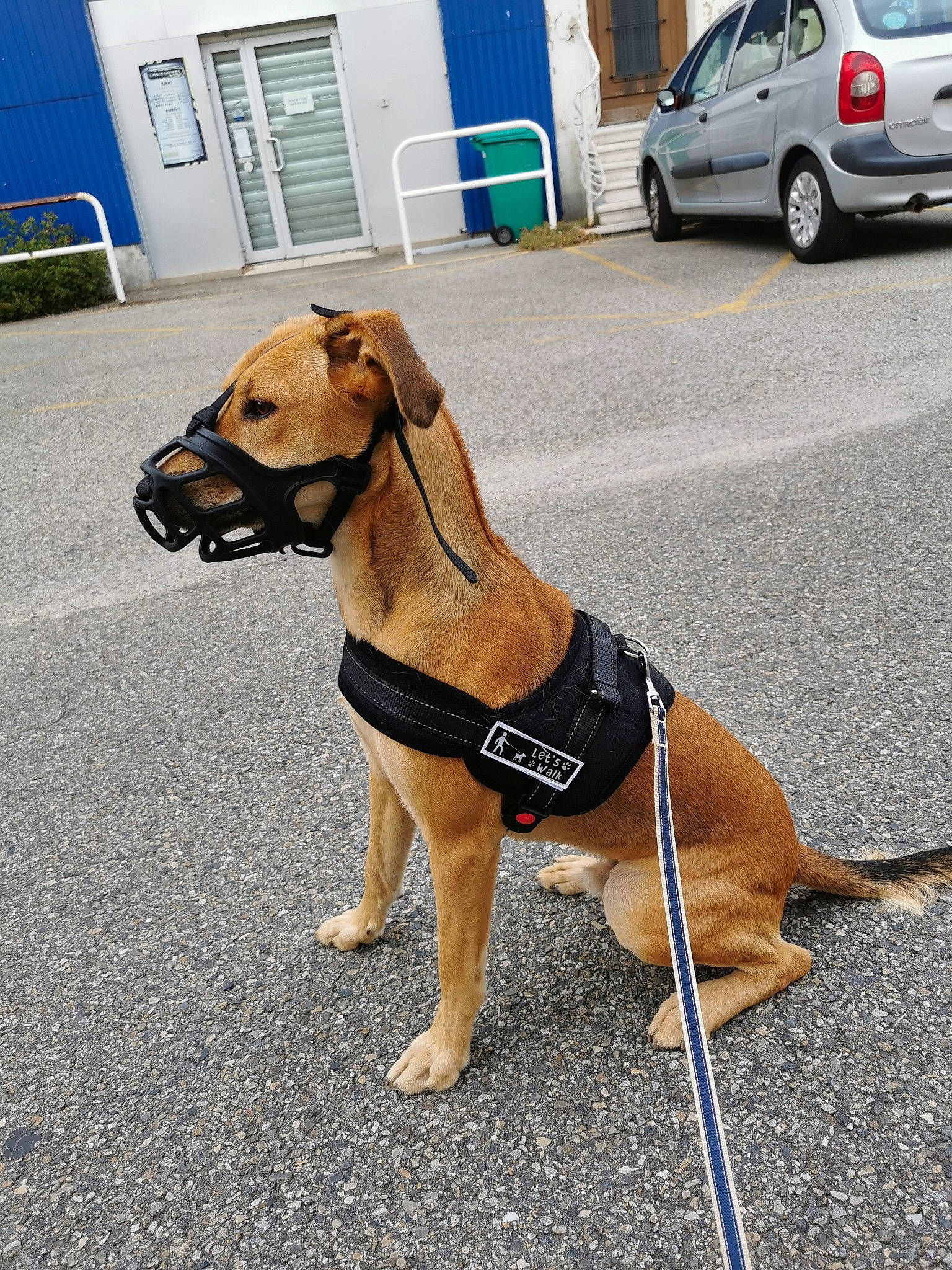 Jumper participe au concours pour gagner de l'argent avec cette photo : asphalt, car, carnivore, collar, companion_dog, dog, dog_breed, dog_collar, dog_supply, fawn, pet_supply, road_surface, snout, sporting_group, street_fashion, tire, vehicle, vehicle_door, wheel, working_animal